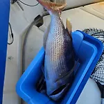 Fishing Chatrer -big Game-izleti Brodom Tekne
