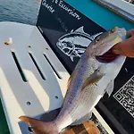 Fishing Chatrer -big Game-izleti Brodom Primošten