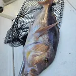 Fishing Chatrer -big Game-izleti Brodom *