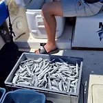 Fishing Chatrer -big Game-izleti Brodom Primošten