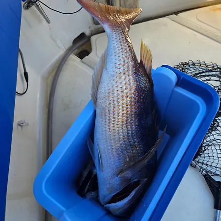 Fishing Chatrer -big Game-izleti Brodom Botel