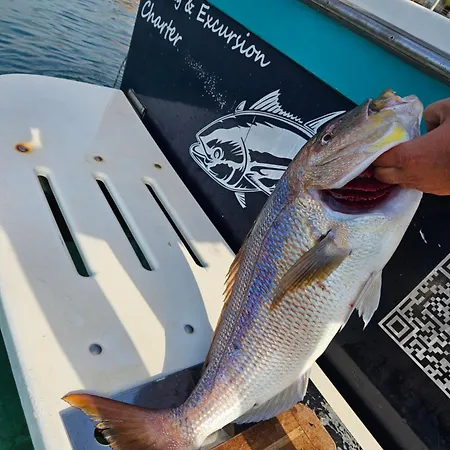 Fishing Chatrer -big Game-izleti Brodom Primosten