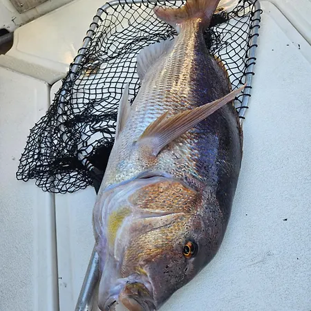 Fishing Chatrer -big Game-izleti Brodom *