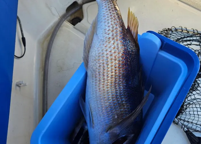 Fishing Chatrer -big Game-izleti Brodom Botel