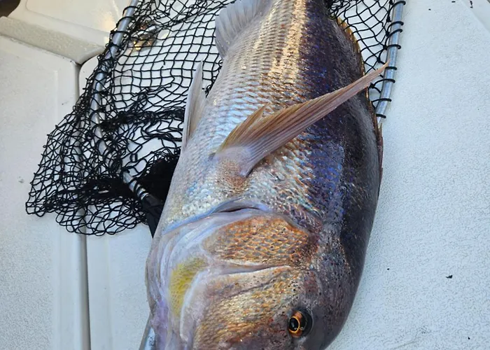 Fishing Chatrer -big Game-izleti Brodom *